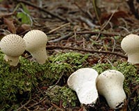 Gem-studded puffball